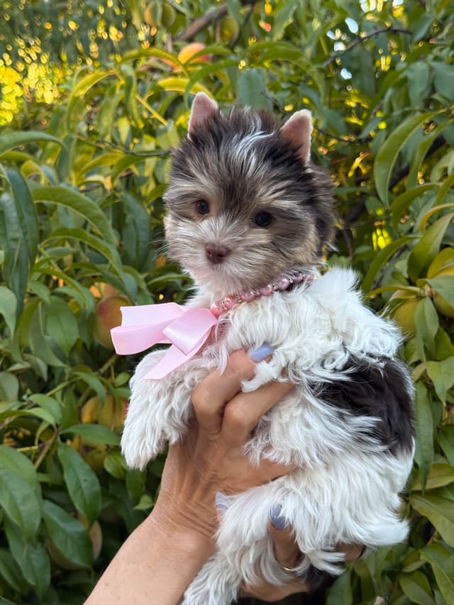 Biewer Terrier Puppies media 4