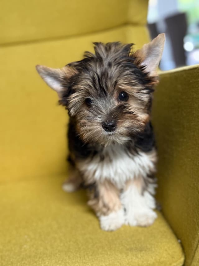 Biewer Terrier Puppies media 5