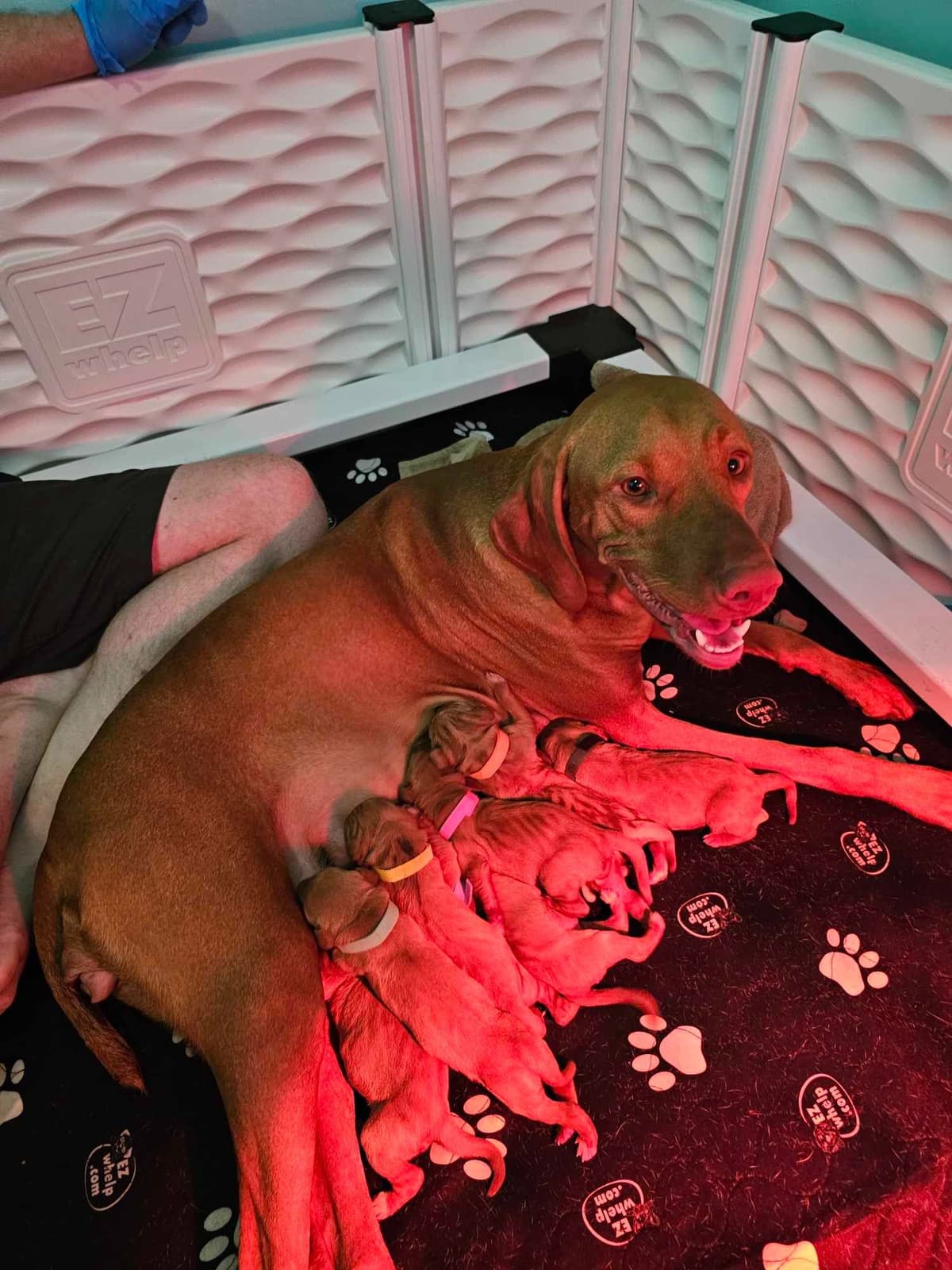 Vizsla Puppies breeder image 1