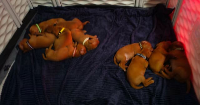 Vizsla Puppies media 2