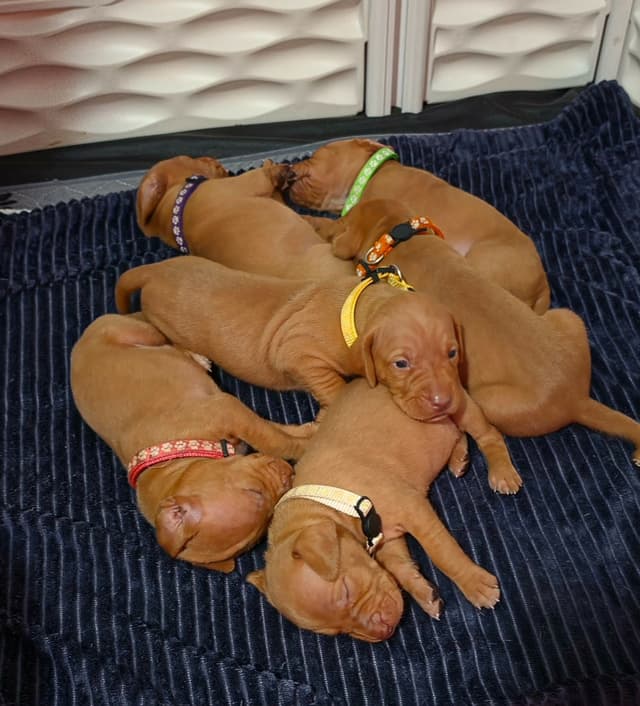 Vizsla Puppies media 3