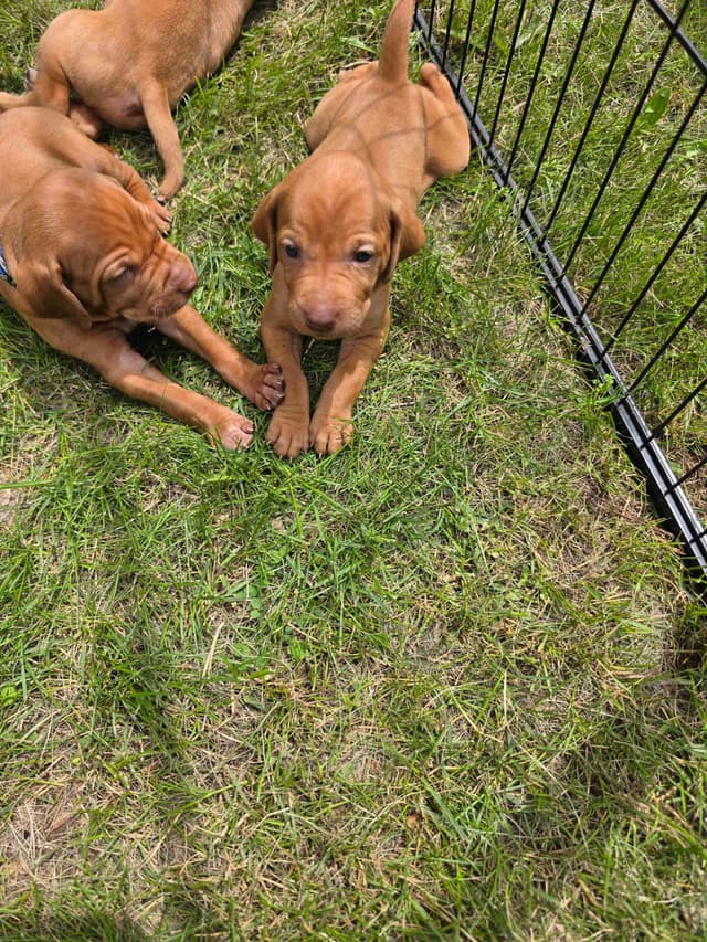 Vizsla Puppies media 4