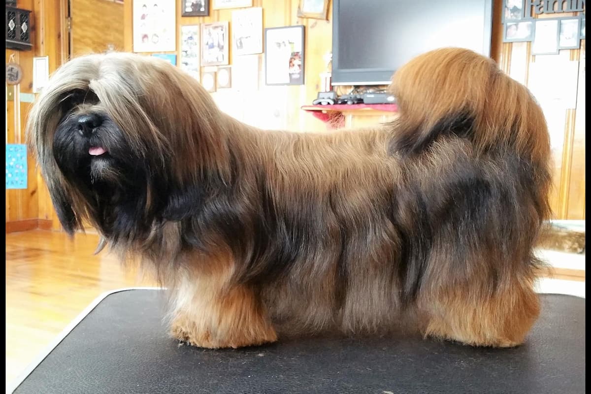 Lhasa Apso Puppies breeder image 5