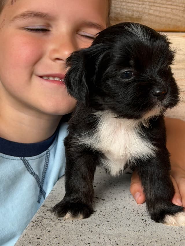 Lhasa Apso Puppies media 4