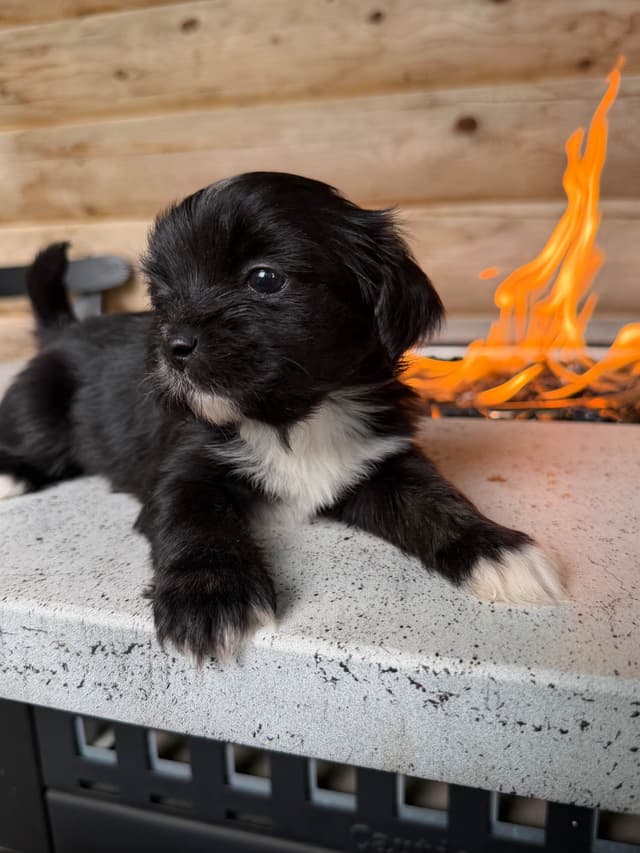 Lhasa Apso Puppies media 5