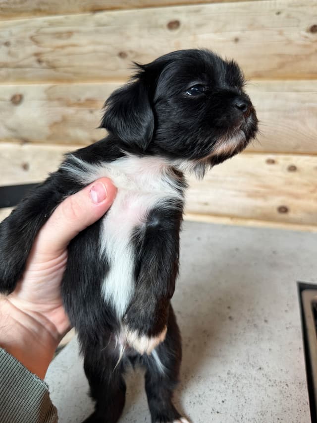 Lhasa Apso Puppies media 6