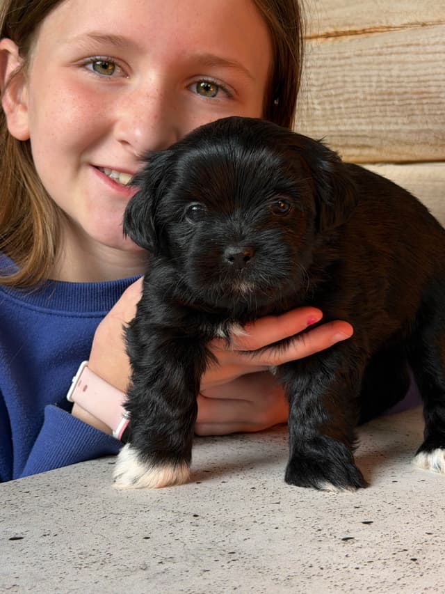 Lhasa Apso Puppies media 7