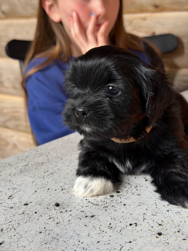 Lhasa Apso Puppies media 8