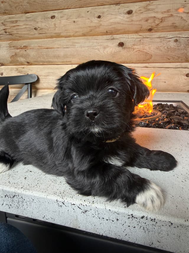 Lhasa Apso Puppies media 9