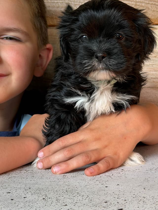 Lhasa Apso Puppies media 10