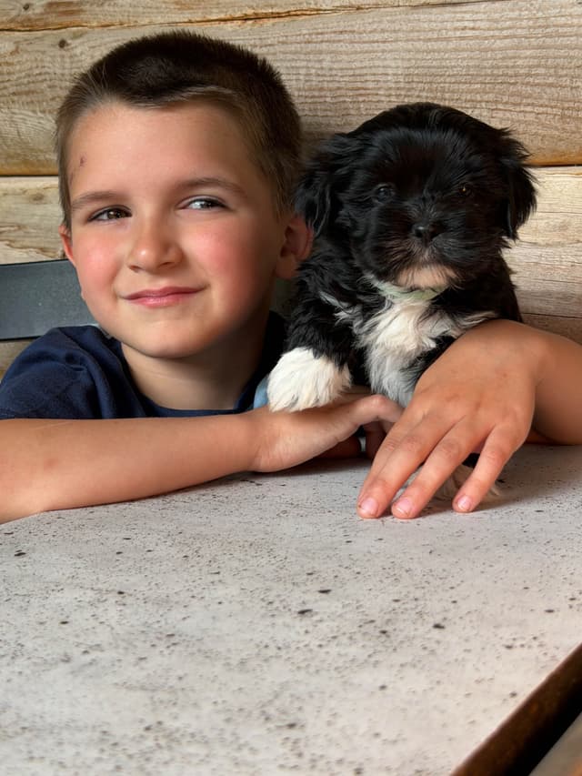 Lhasa Apso Puppies media 11