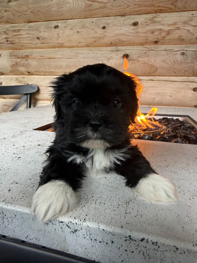 Lhasa Apso Puppies media 12