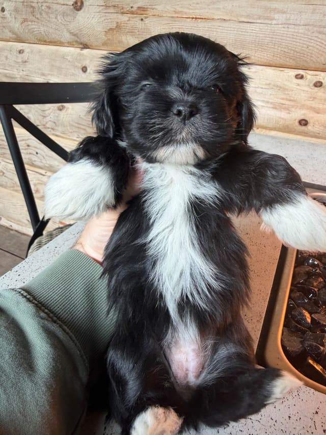 Lhasa Apso Puppies media 13