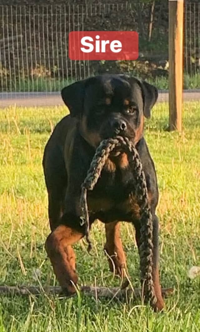 Rottweiler Puppies media 3