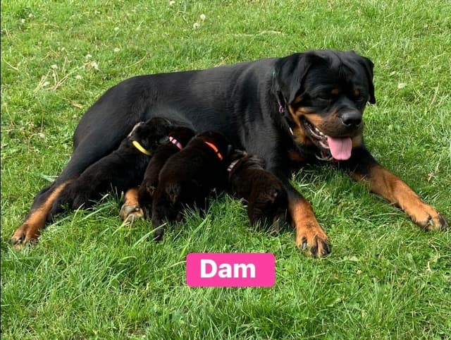 Rottweiler Puppies media 2