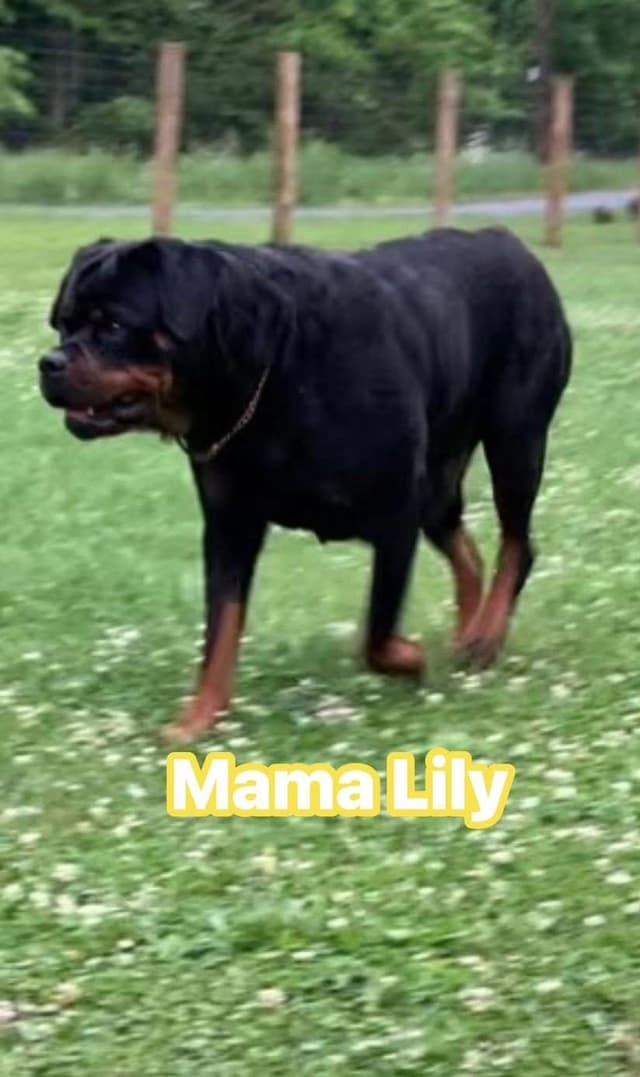 Rottweiler Puppies media 5