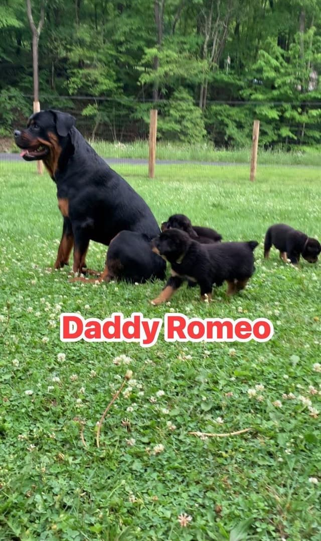 Rottweiler Puppies media 6