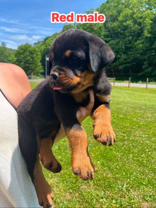 Rottweiler Puppies media 8