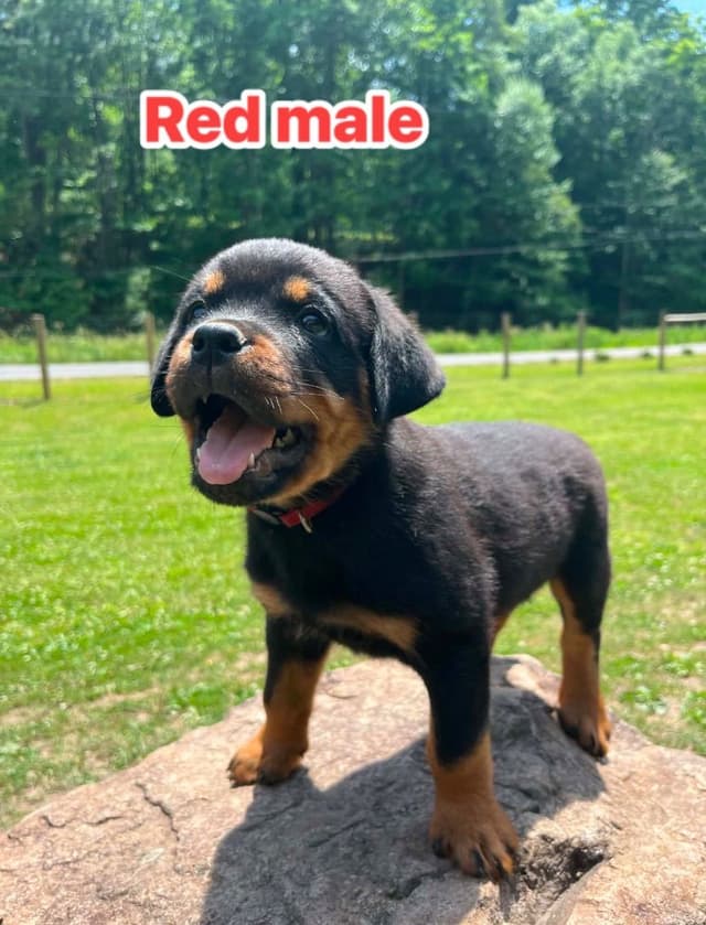 Rottweiler Puppies media 9