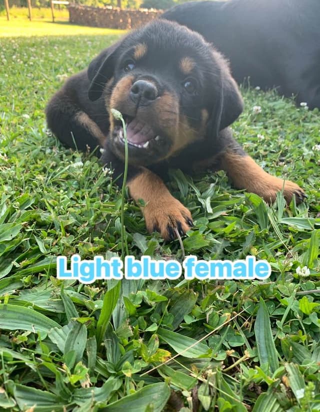 Rottweiler Puppies media 10