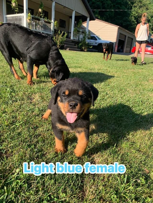 Rottweiler Puppies media 11