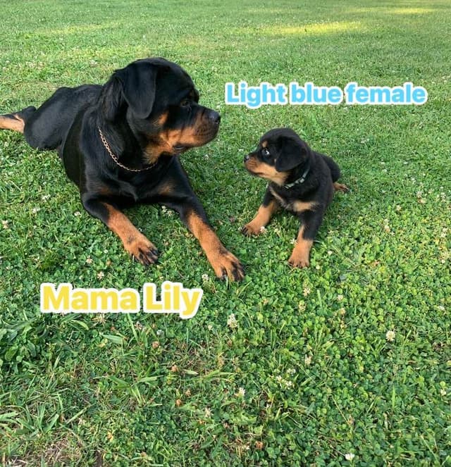 Rottweiler Puppies media 13