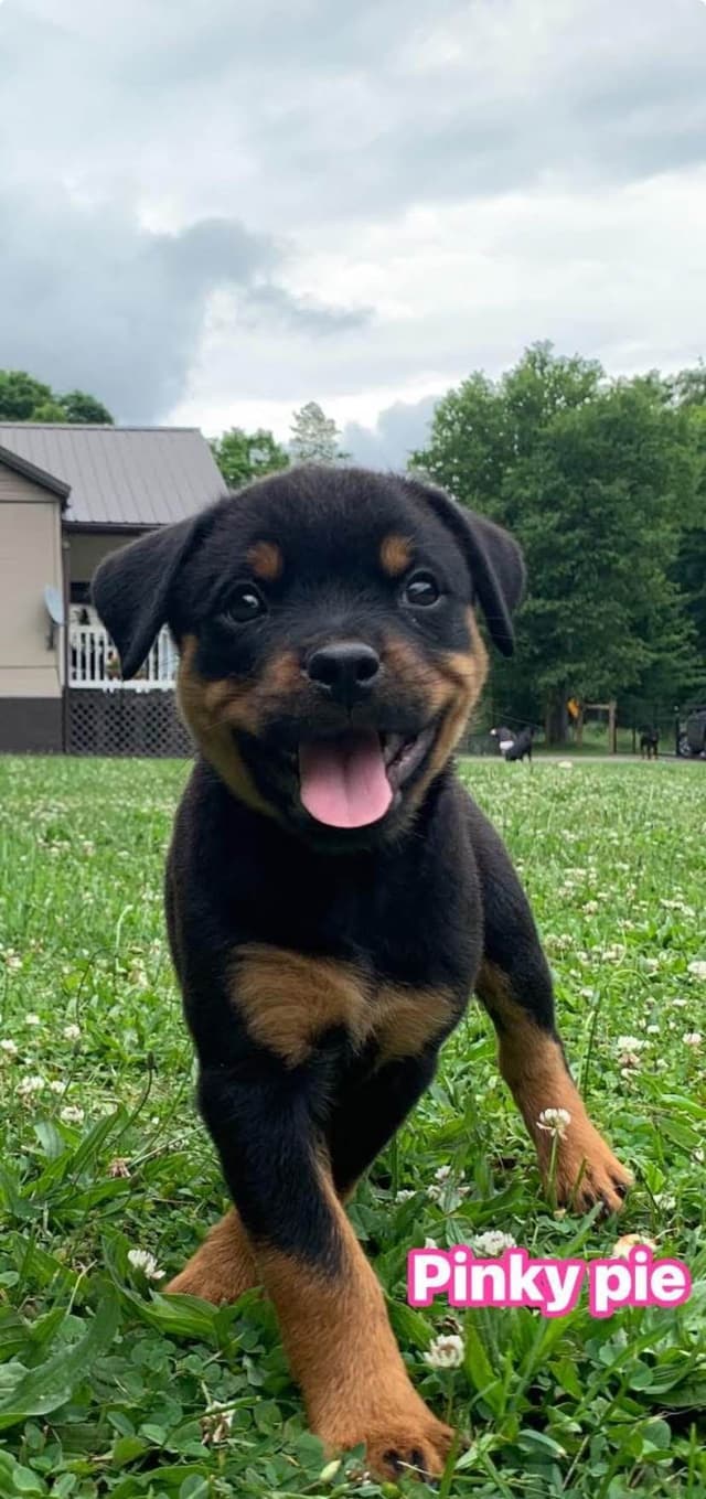 Rottweiler Puppies media 18