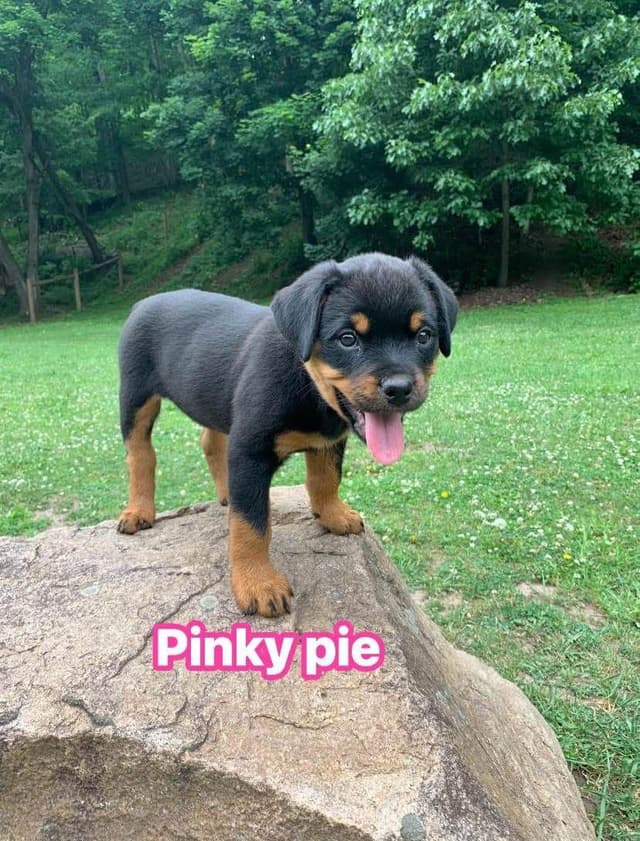 Rottweiler Puppies media 14