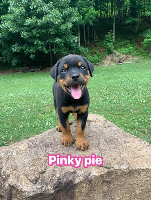 Rottweiler Puppies media 15
