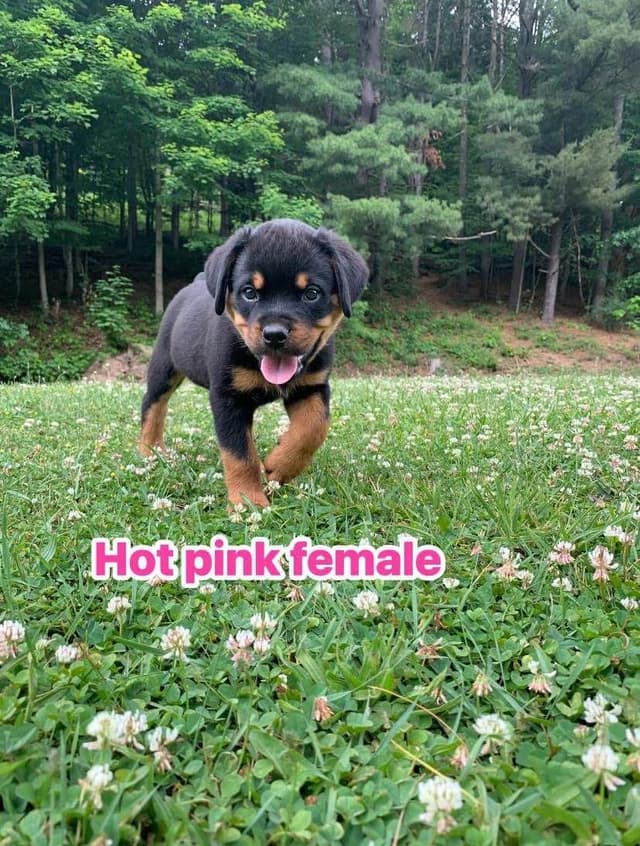 Rottweiler Puppies media 19