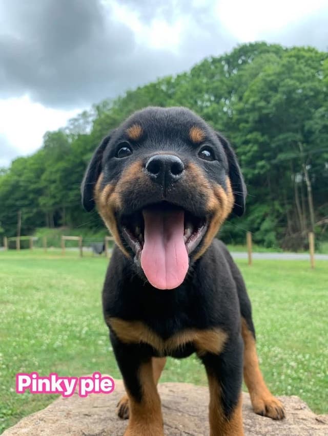 Rottweiler Puppies media 30
