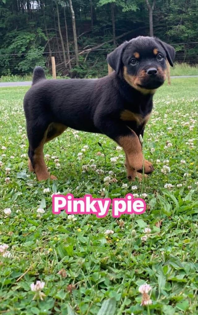Rottweiler Puppies media 21