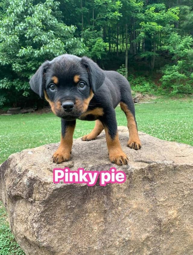 Rottweiler Puppies media 24