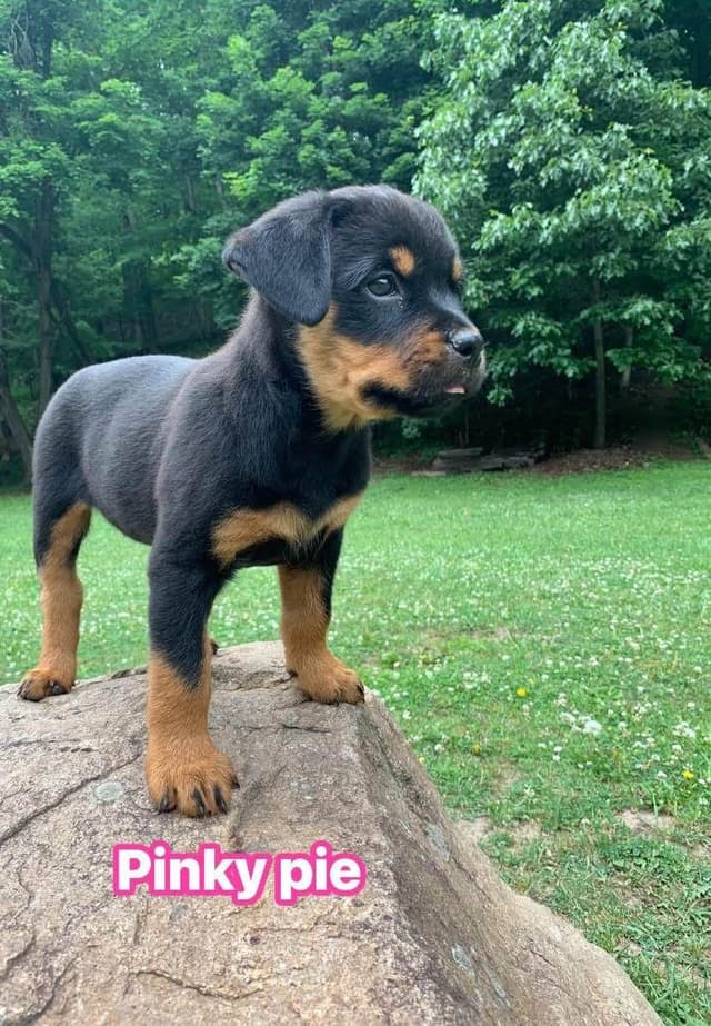 Rottweiler Puppies media 16