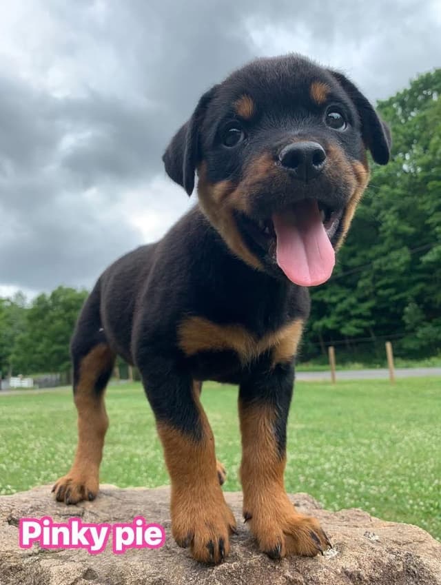Rottweiler Puppies media 17