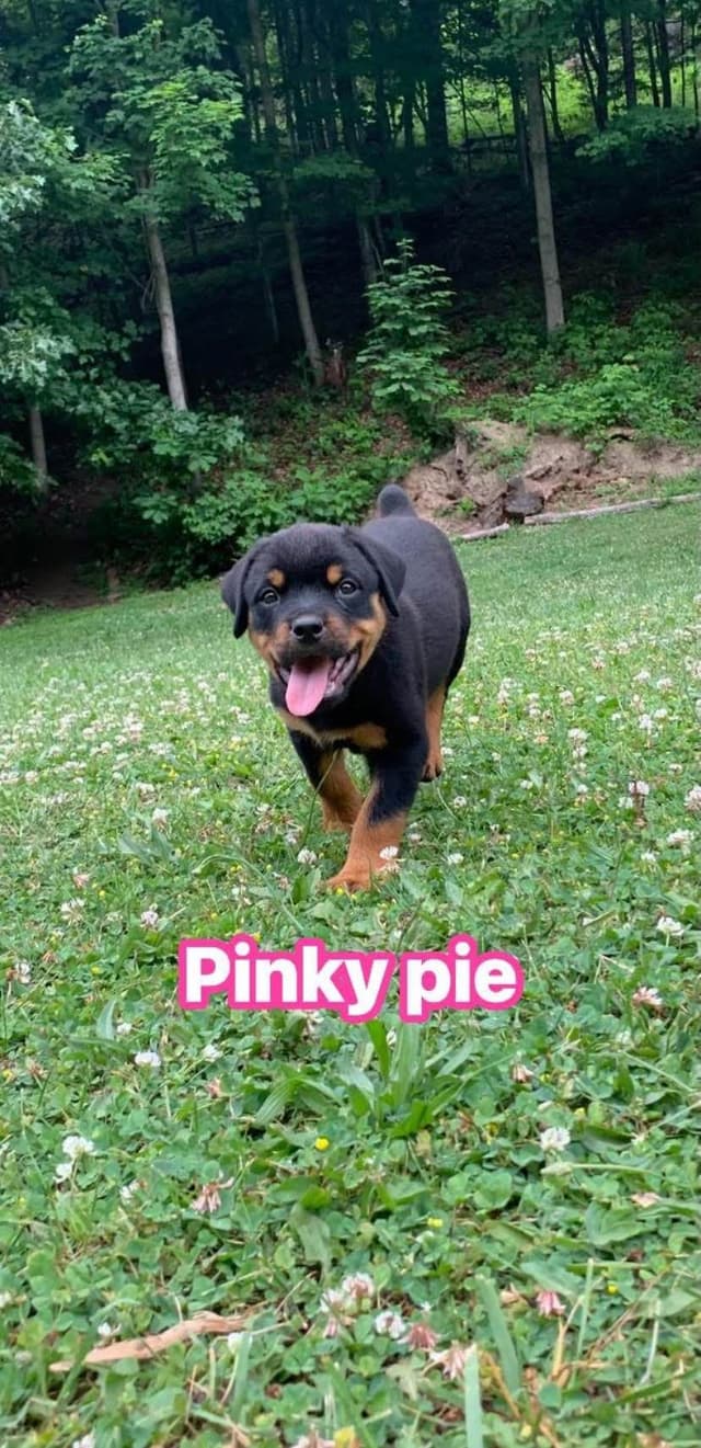 Rottweiler Puppies media 25