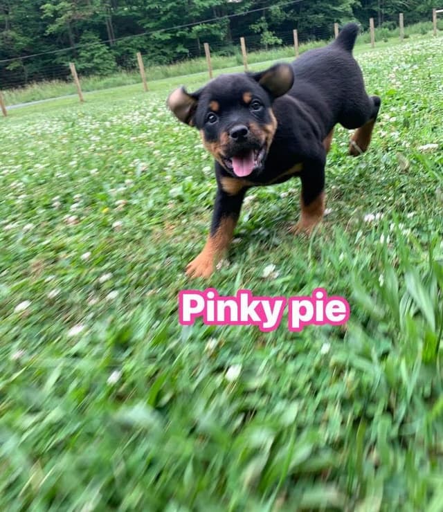 Rottweiler Puppies media 22