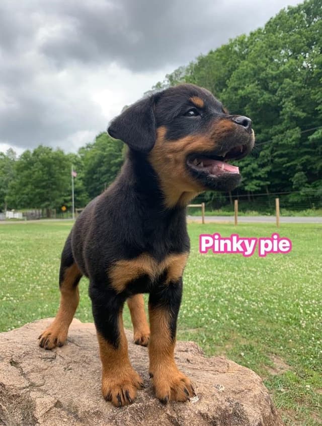 Rottweiler Puppies media 28