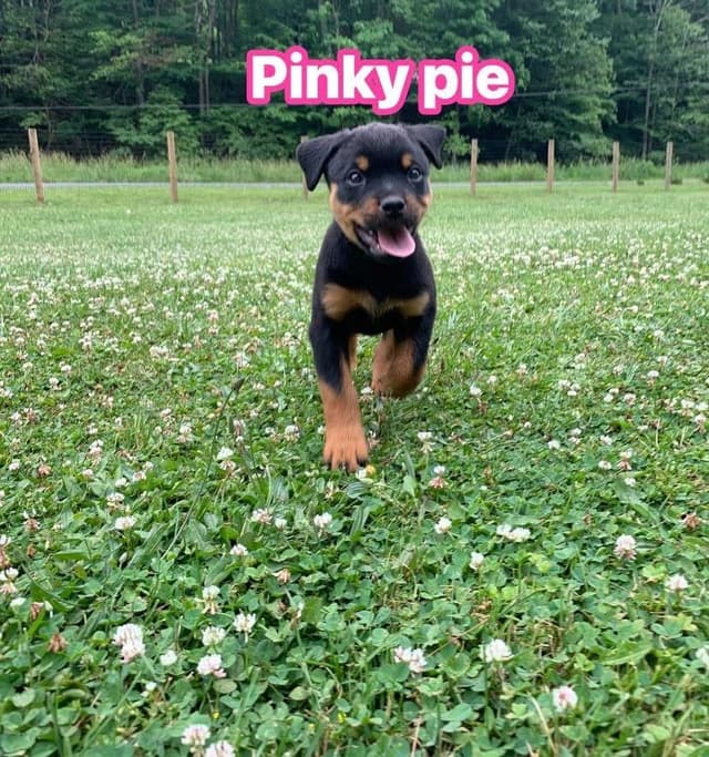 Rottweiler Puppies media 23