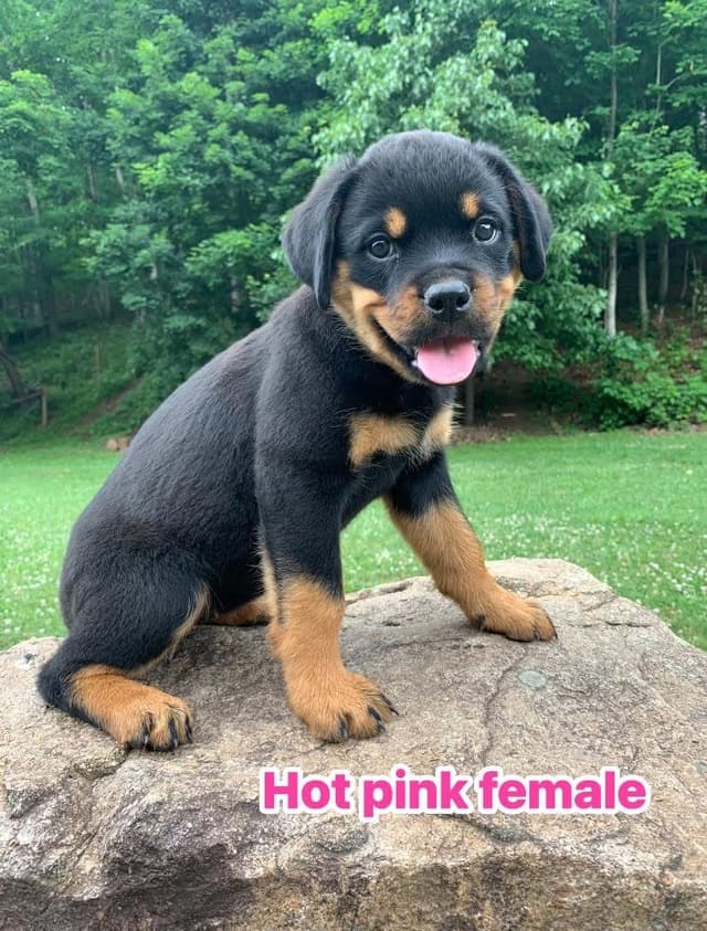 Rottweiler Puppies media 27