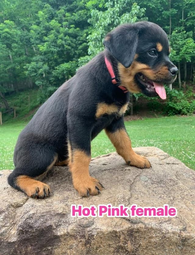 Rottweiler Puppies media 26