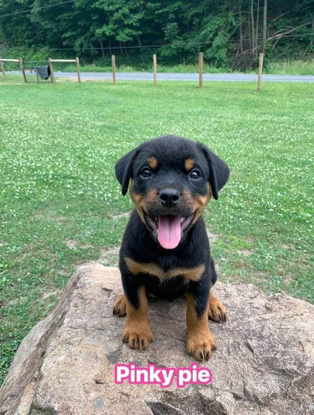 Rottweiler Puppies media 29