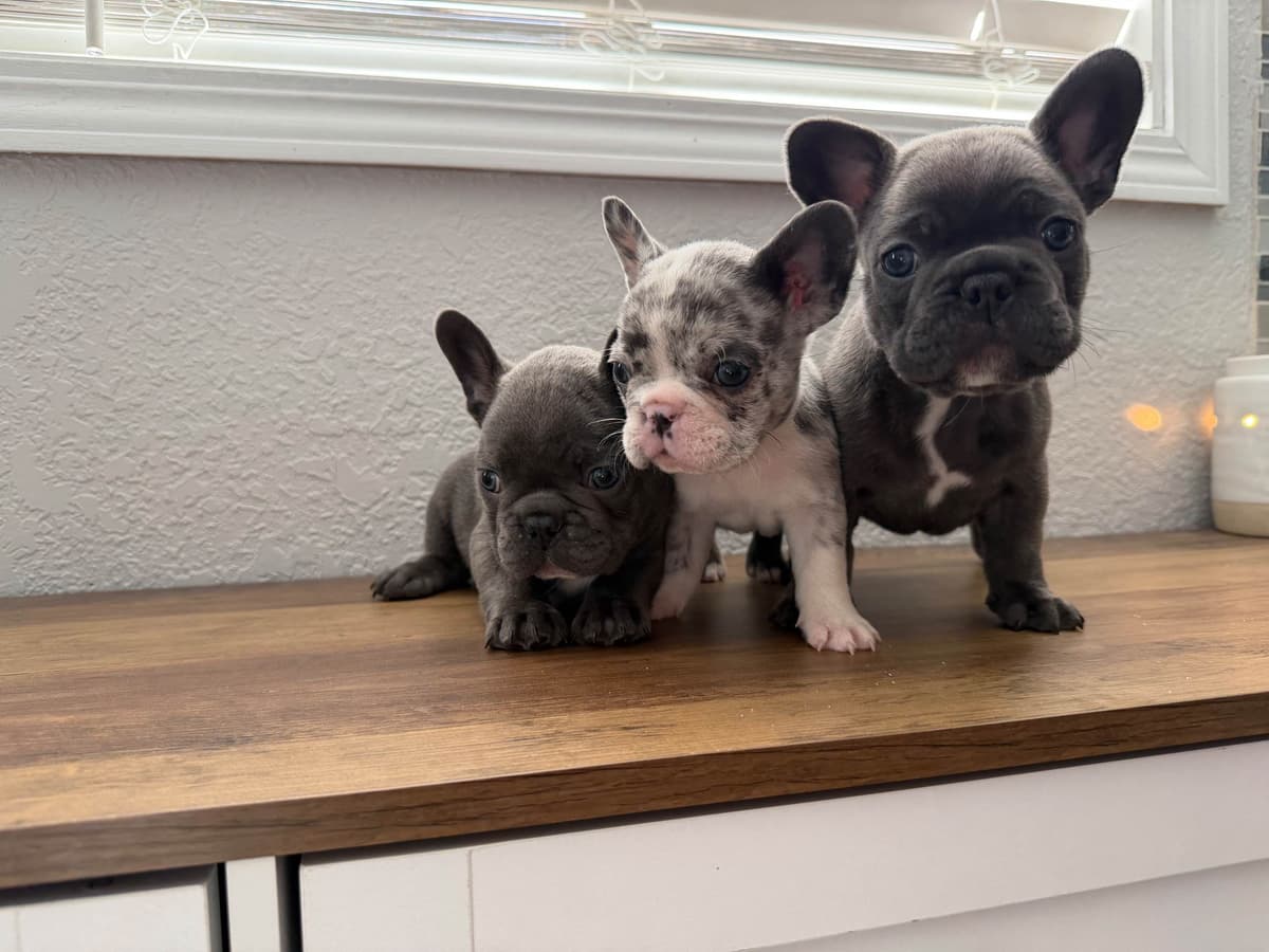 French Bulldog Puppies breeder image 1