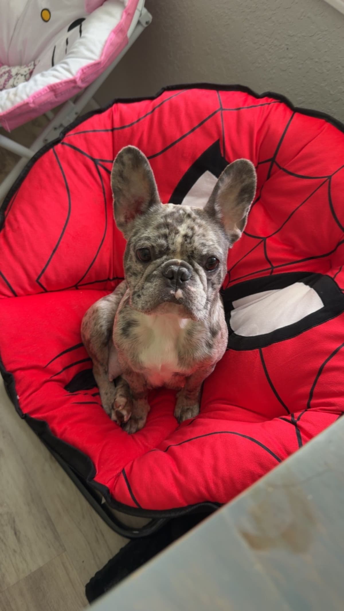 French Bulldog Puppies breeder image 2
