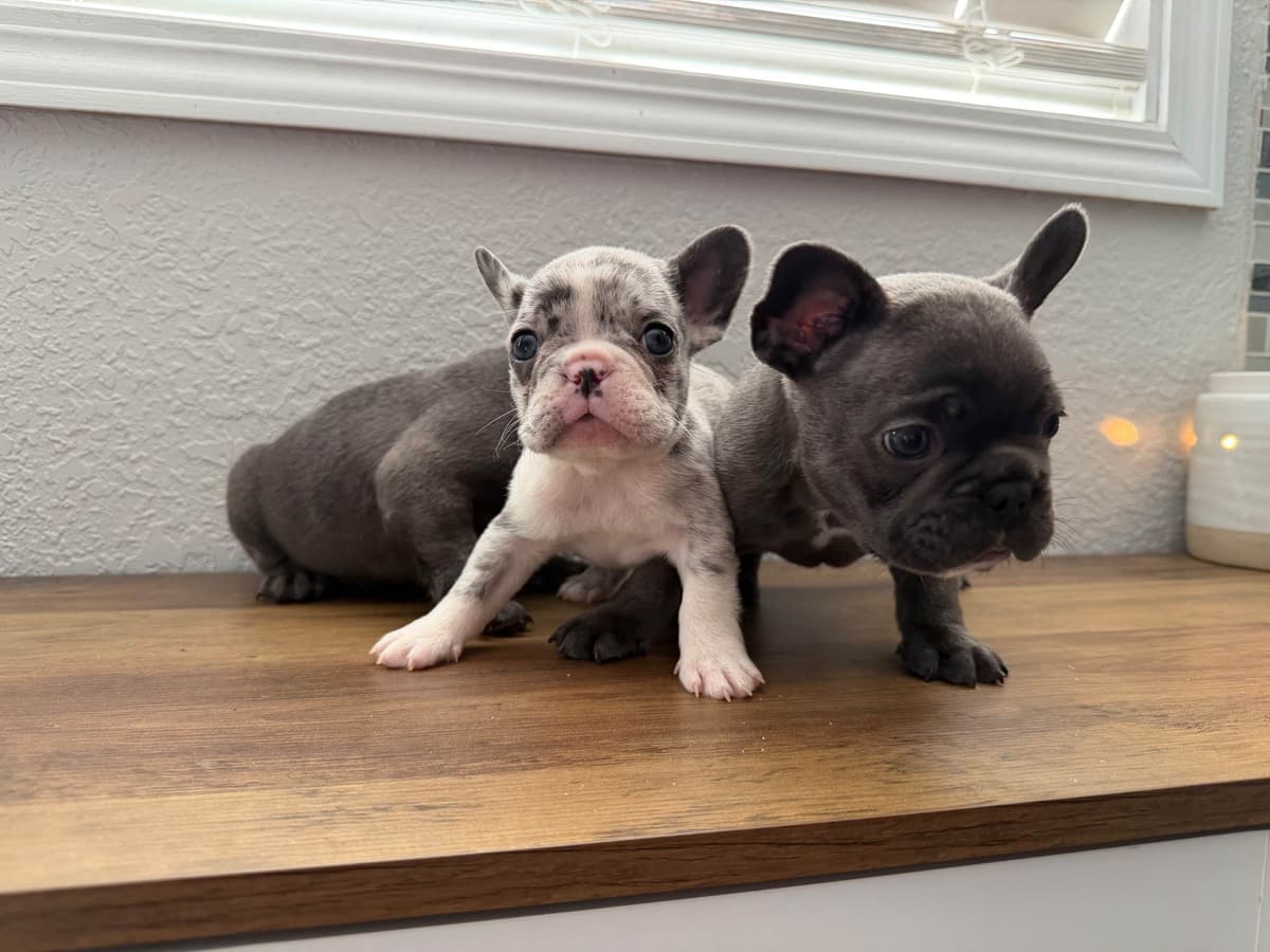 French Bulldog Puppies breeder image 3