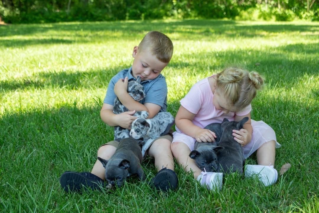 French Bulldog Puppies breeder image 5