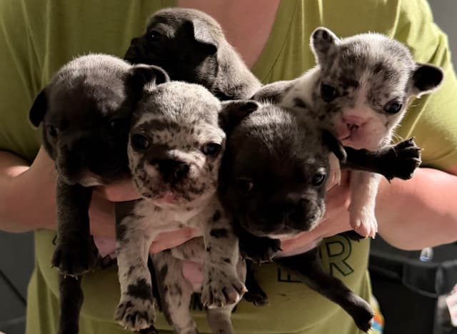 French Bulldog Puppies media 5