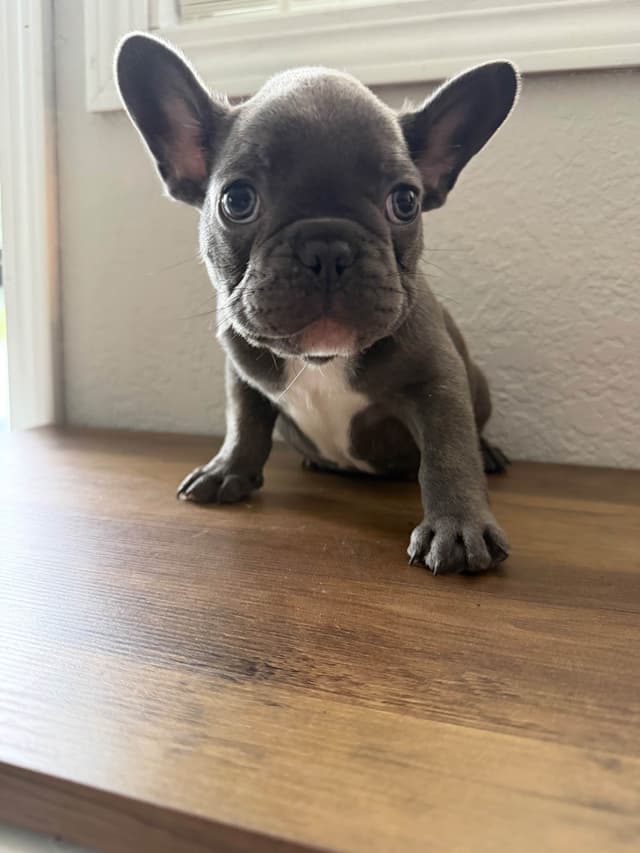 French Bulldog Puppies media 3
