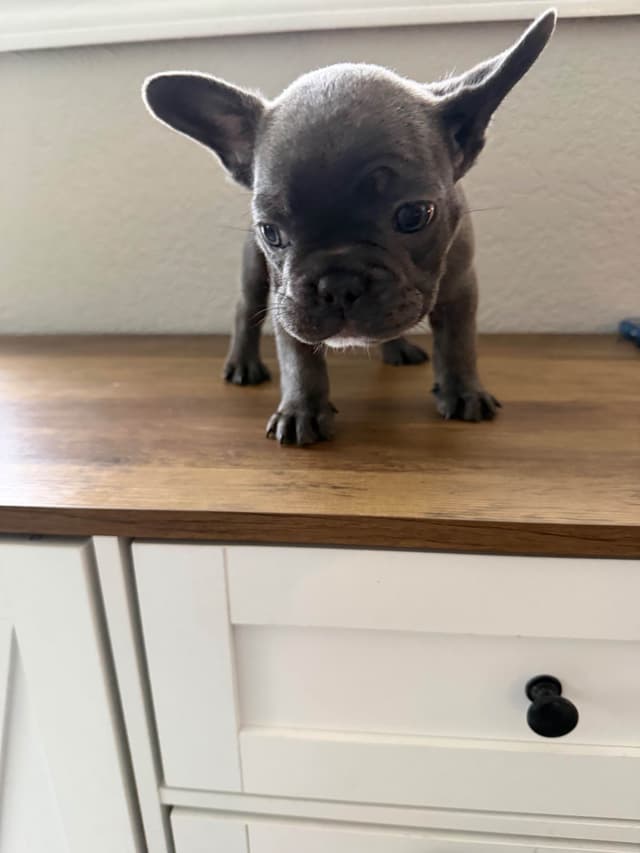 French Bulldog Puppies media 2