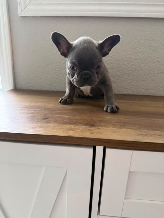 French Bulldog Puppies media 4